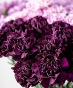 50 King of Blacks Carnation Seeds - Dianthus Caryophyllus Grenadin Double Flower Seeds - Image 3