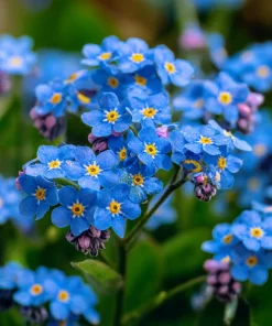 Blue Angel Cape Forget Me Not Seeds - 200 Count - Sky Blue Annual Flowers - Image 2