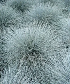 Blue Sheep's Fescue Grass Seeds - Festuca Ovina Glauca Cinerea - 100 Seeds - Image 8