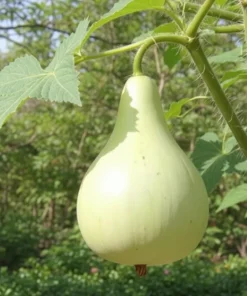 Bottle Gourd Seeds – 20 Heirloom Calabash Seeds for Birdhouses & Crafts - Image 3