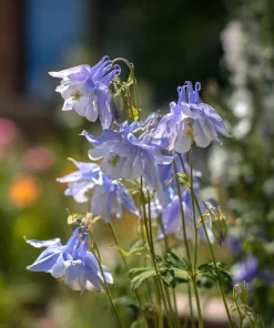 Colorado Blue Columbine Seeds - 100 Count - Pollinator-Friendly Flower Seeds - Aquilegia caerulea - Image 5