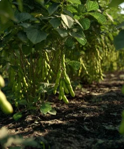 Edamame Seeds - Tender Soybean for Home Gardens, 25 Seed Pack - Image 5