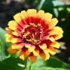Sombrero Zinnia Seeds - 50 Count - Bi-Color Blooms for Pollinators - Image 1