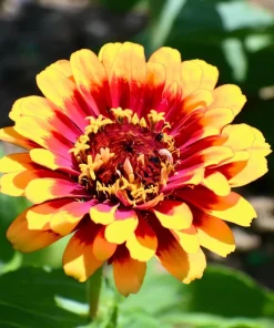 Sombrero Zinnia Seeds - 50 Count - Bi-Color Blooms for Pollinators - Image 1