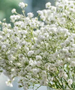 White Baby's Breath Seeds - Gypsophila Elegans - 500 Seeds for Bouquets & Gardens - Image 3