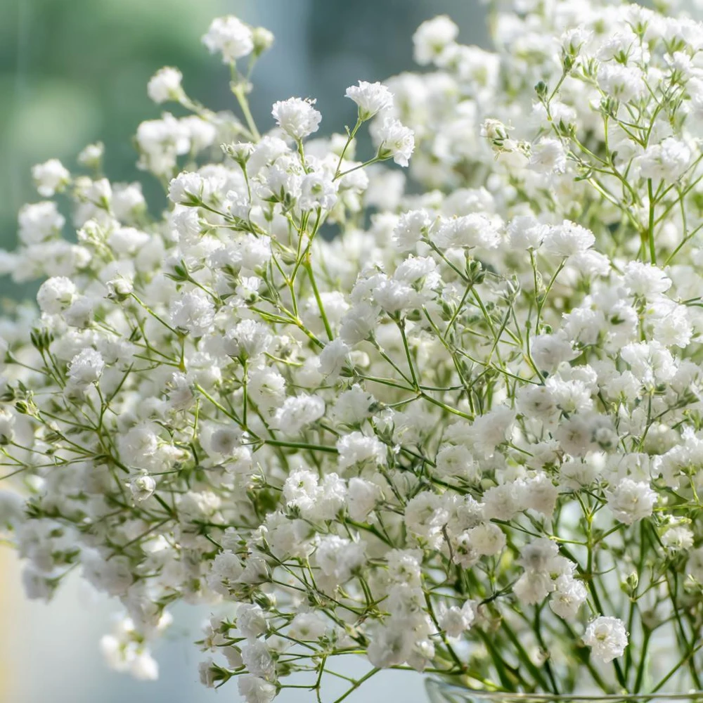White Baby's Breath Seeds - Gypsophila Elegans - 500 Seeds for Bouquets & Gardens - Image 3